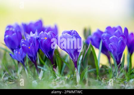 Blühende Pflanzenlila Crocus im Garten am Frühlingstag Stockfoto