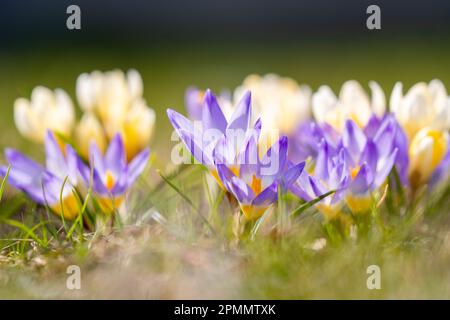 Der erste Frühling blüht Krokusse auf verschwommenem Hintergrund. Selektiver Fokus. Stockfoto