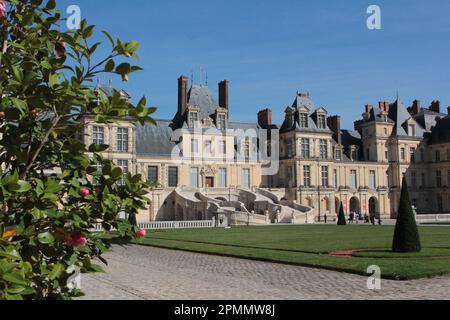 Cour des Adieux des Palastes Fontainebleau und Hauptfassade mit der Horseshoe-Treppe nach der Renovierung im Jahr 2022 und Kamelien im Vordergrund Stockfoto