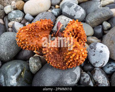 Seetang (Furbellow-Seetang Saccorhiza polyschides) holdfast Wurzel gespült am Kieselstrand, Scaladal Bay bei Elgol, Isle of Skye, Schottland, Großbritannien Stockfoto