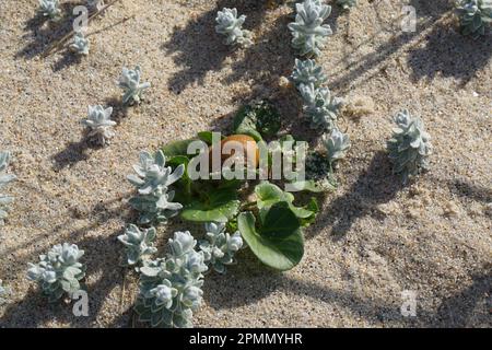 Kleine Seeschnecke, die sich in der Vegetation am Strand im Sand versteckt Stockfoto