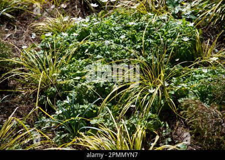 Goldenes Laub von Ziergras Carex oshimensis „Everillo“ und weiße Frühlingsblumen aus britischem einheimischem Holz Anemone nemorosa im britischen Garten April Stockfoto
