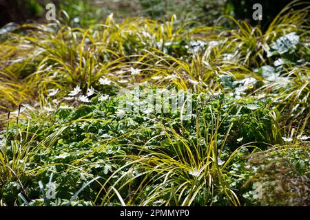 Goldenes Laub von Ziergras Carex oshimensis „Everillo“ und weiße Frühlingsblumen aus britischem einheimischem Holz Anemone nemorosa im britischen Garten April Stockfoto