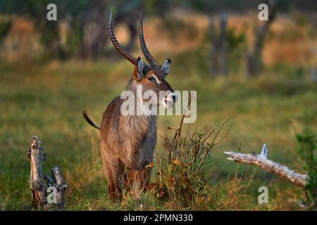 Waterbuck, Kobus ellipsiprymnus, große Antilope in Afrika südlich der Sahara. Nettes afrikanisches Tier in der Natur, Uganda. Wildtiere aus der Natur. Guten Abend Stockfoto