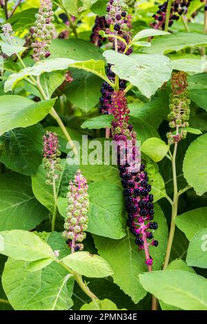 Kräuterpflanze: Indisches Pokeweed (Phytolacca acinosa), das lokal zur Schmerzlinderung verwendet wird. Es enthält antiasthmatisch, antimykotisch, expektorierend, antibakteriell Stockfoto