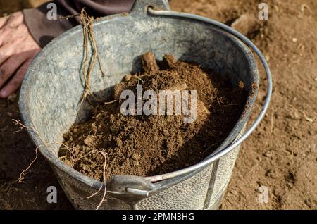 Selektiver Fokus, Gummieimer gefüllt mit Erde in einer archäologischen Ausgrabung Stockfoto