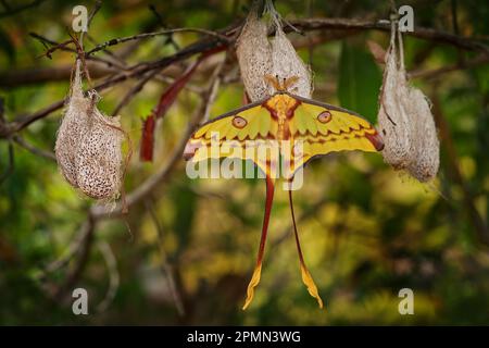 Kometenmotte, Argema mittrei, großer gelber Schmetterling in der Natur, Andasibe Mantadia NP in Madagaskar. Madagaskar-Mondmotte mit großem Kokon in gr Stockfoto