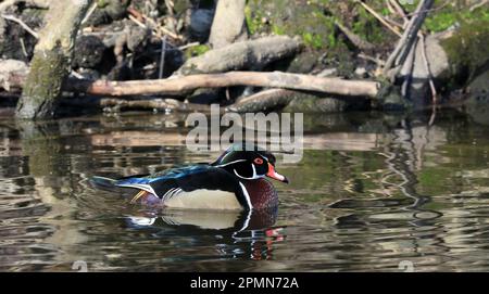 Männliche Holzente schwimmt Stockfoto