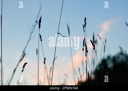 Silhouetten aus Gras und Gewürzen mit blauem Sonnenuntergang am Himmel Stockfoto