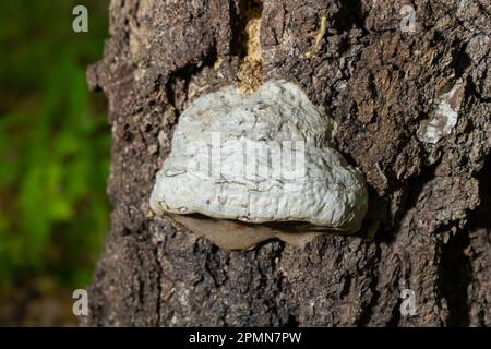 Fomes fomentarius, gemeinhin bekannt als der Zinnpilz. Stockfoto