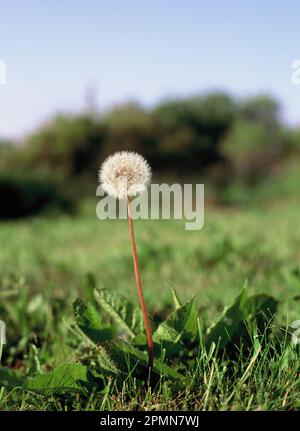 Nahaufnahme der Anlage. Die Uhr des Löwenzahns wächst. (Taraxacum officinale) Stockfoto