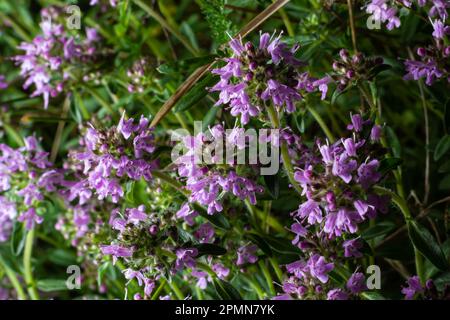 Das Makrofoto von Thymus serpyllum, Breckland Thyme. Breckland wilder Thymian, schleichender Thymian oder Elfthymianblüte. Naturmedizin. Cu Stockfoto