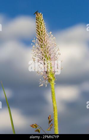 Plantago lanceolata ist eine blühende Pflanzenart der Plantagenfamilie Plantaginaceae. Es ist bekannt unter den gebräuchlichen Bezeichnungen Bleichwurz-Plantain und eng Stockfoto