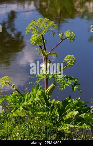 Angelica, Angelica, Archangelica, gehört zu der wilden Pflanze mit grünen Blumen. Es ist eine wichtige Heilpflanze und wird auch in der Medizin verwendet. Stockfoto