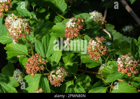 Blühender Ninebardenstrauch aus der Nähe. Physokarpus capitatus, gemeinhin als pazifischer Ninebark oder hoher Ninebark bezeichnet. Stockfoto
