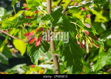 Nahaufnahme rötlich-rosa gereifter Früchte von Acer tataricum subsp. Ginnala Tatar Ahorn oder Tatarianischer Ahorn. Stockfoto