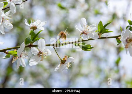 Prunus cerasifera Blütenweißer Pflaumenbaum. Weiße Blüten von Prunus cerasifera. Stockfoto