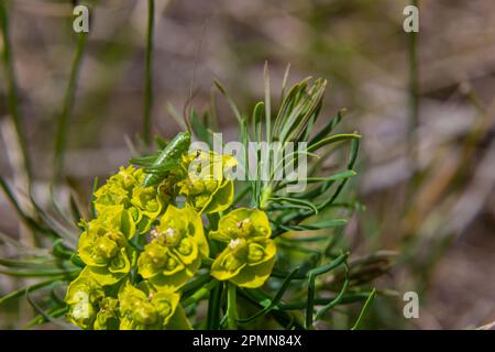 Frühlings-Euphorie Zyparisien, Zypressen-Spurfblüten schließen selektiven Fokus. Stockfoto