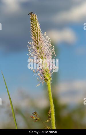 Plantago lanceolata ist eine blühende Pflanzenart der Plantagenfamilie Plantaginaceae. Es ist bekannt unter den gebräuchlichen Bezeichnungen Bleichwurz-Plantain und eng Stockfoto