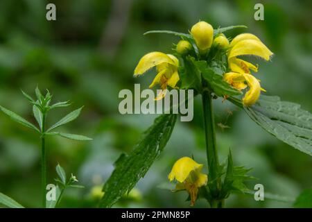 Lamiastrum galeobdolon anderer Name Galeobdolon luteum, ganzjährig gelbes blühendes Kraut .Blüten des gelben Erzengels im Frühling, grüner Hintergrund. Stockfoto