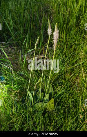 Plantago lanceolata ist eine blühende Pflanzenart der Plantagenfamilie Plantaginaceae. Es ist bekannt unter den gebräuchlichen Bezeichnungen Bleichwurz-Plantain und eng Stockfoto