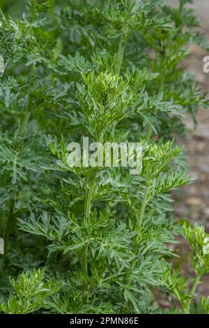 Wermut Artemisia Absinthium im Garten. Wermutbetrieb für pflanzliche Arzneimittel verwendet. Stockfoto