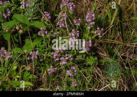 Das Makrofoto von Thymus serpyllum, Breckland Thyme. Breckland wilder Thymian, schleichender Thymian oder Elfthymianblüte. Naturmedizin. Cu Stockfoto