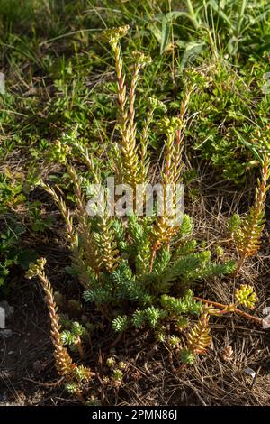 Sedum sediforme, Crassulaceae. Wilde Pflanze im Sommer. Stockfoto