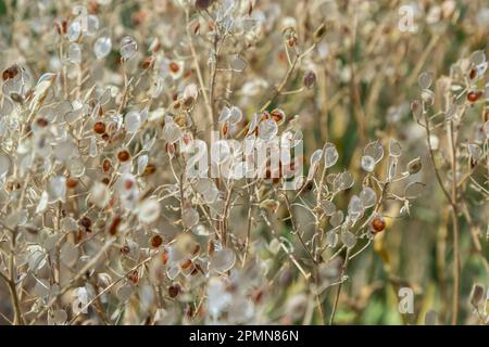 Nahaufnahme der trocknenden Körner auf dem Feld, warmes Licht, Stiele und Blätter sowie Saatköpfe mischen sich zu einem rauen goldenen Hintergrund von Agrocu Stockfoto