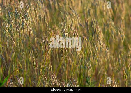 Die Pflanze Bromus sterilis, anysantha sterilis oder unfruchtbarer Brom gehört zur Familie der Poaceae zum Zeitpunkt der Blüte. Wilde Getreidepflanze Bromus steril Stockfoto