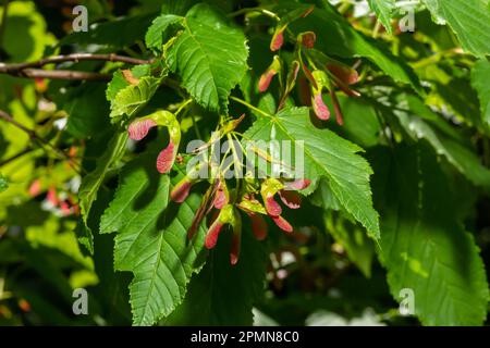 Nahaufnahme rötlich-rosa gereifter Früchte von Acer tataricum subsp. Ginnala Tatar Ahorn oder Tatarianischer Ahorn. Stockfoto