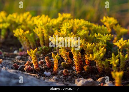 Sedum Acre, gemeinhin bekannt als Goldmoosstonekrop, mossiger Stonekrop, Goldmoossedum, beißender Stonekrop und Tapete, ist eine ganzjährige Blütenpflanze Stockfoto