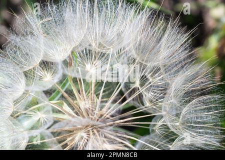 Goatsbeard, Tragopogon pratensis, Blütenkernkopf aus nächster Nähe mit federleichten Samen und einem verschwommenen Hintergrund aus Blättern. Stockfoto