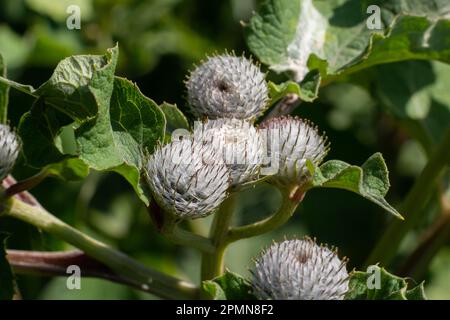 Arctium tomentosum, gemeinhin als Wollklette oder Klette bekannt, ist eine Art Klette, die zur Familie Asteraceae gehört. Stockfoto