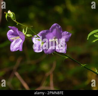 Ballonblume, Tossock Bellflower, Campanula persicifolia oder Campanula carpatica violette Glockenblumen im Herbstgarten. Stockfoto