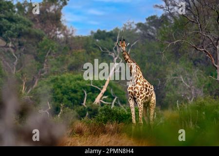 Giraffe im Wald mit großen Bäumen, Abendlicht, Sonnenuntergang. Idyllische Giraffensilhouette mit orangefarbenem Sonnenuntergang am Abend, Khwai River, Moremi in Botswana. Hidde Stockfoto