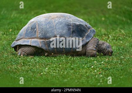 Aldabra Riesenschildkröte, Aldabrachelys gigantea, Schildkröte auf dem grünen Gras. Endemisch auf den Inseln des Aldabra-Atolls auf den Seychellen. Es ist eine von Stockfoto