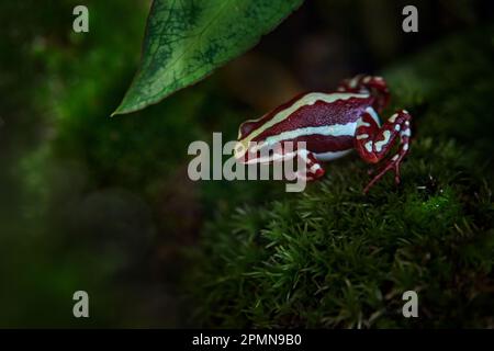 Epidobates anthonyi Santa Isabel, phantasmaler Giftpfeilfrosch im natürlichen Waldlebensraum, tropischer Ecuador. Dendrobates Tricolor, Amphibien im Gre Stockfoto