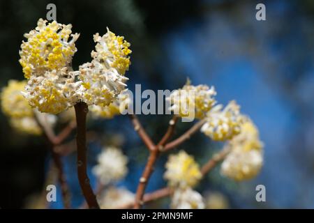 Blassgelbe und weiße Frühlingsblumen des Papierbusches Edgeworthia Chrysantha im britischen Garten April Stockfoto