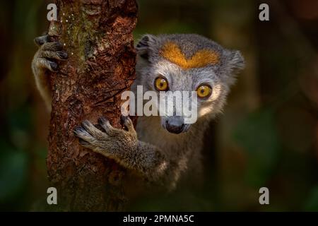 Crowned Lemur, Eulemur coronatus, Akanin’ ny nofy, Madagaskar, endemisch auf der Insel. Nahaufnahme mit Affenmotiv und Baumstamm-Wald. Wildtiere nicht Stockfoto