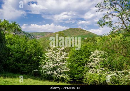 Blick über Bäume in Richtung Thorpe Cloud und Dovedale Stockfoto