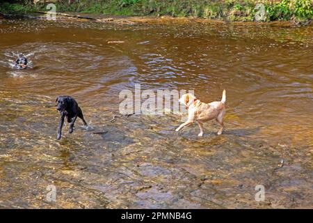 Labrador-Hunde, die Spaß beim Spielen in einem Flusswasser haben Stockfoto