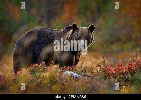 Bär versteckt in gelbem Wald. Herbstbäume mit Bär. Schöner Braunbär, der um den See herumläuft, Herbstfarben. Großes gefährliches Tier im Lebensraum. Wildtiere s Stockfoto