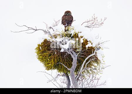 Eule, Winter-Patagonien. Australischer Zwergkeule, Glaucidium Nana, sitzt auf dem Ast mit klarem Winter schneebedeckten Hintergrund. Wildvogel in der Natur habi Stockfoto