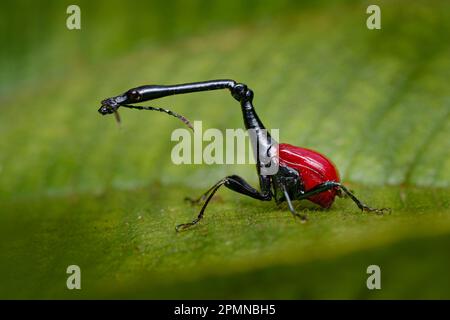 Madagaskar endemisch. Giraffenweevil, Trachelophorus giraffa, schwarze und rote Käfer-Insekten auf den grünen Blättern. Giraffen-Weevil im Naturwaldlebensraum Stockfoto