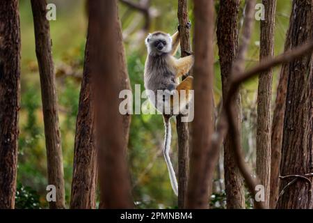 Diademie Sifaka, Propithecus diadema, Affe mit Junges in Andasibe Mantadia NP, Madagaskar. Lemur im Naturlebensraum. Sifaka auf dem Baum, Stockfoto