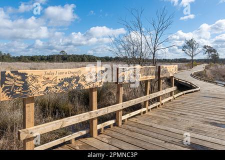 Neue Promenade und Libellenbahn im Thursley Common National Nature Reserve, Surrey, England, Großbritannien, im April 2023 Stockfoto