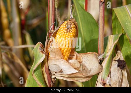 goldener offener Maiskolben im Spätsommer. Dieses Grundnahrungsmittel ist eines der wichtigsten Lebensmittel. Am Tag ohne Menschen. Nahaufnahme Stockfoto