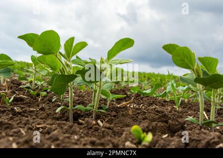 Frische grüne Sojapflanzen auf dem Feld im Frühling. Reihen junger Sojabohnenpflanzen. Stockfoto