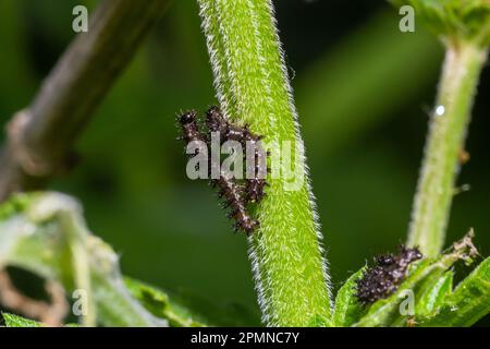 Buck Moth Raupen, Hemileuca maia, auf einem Blatt. Stockfoto